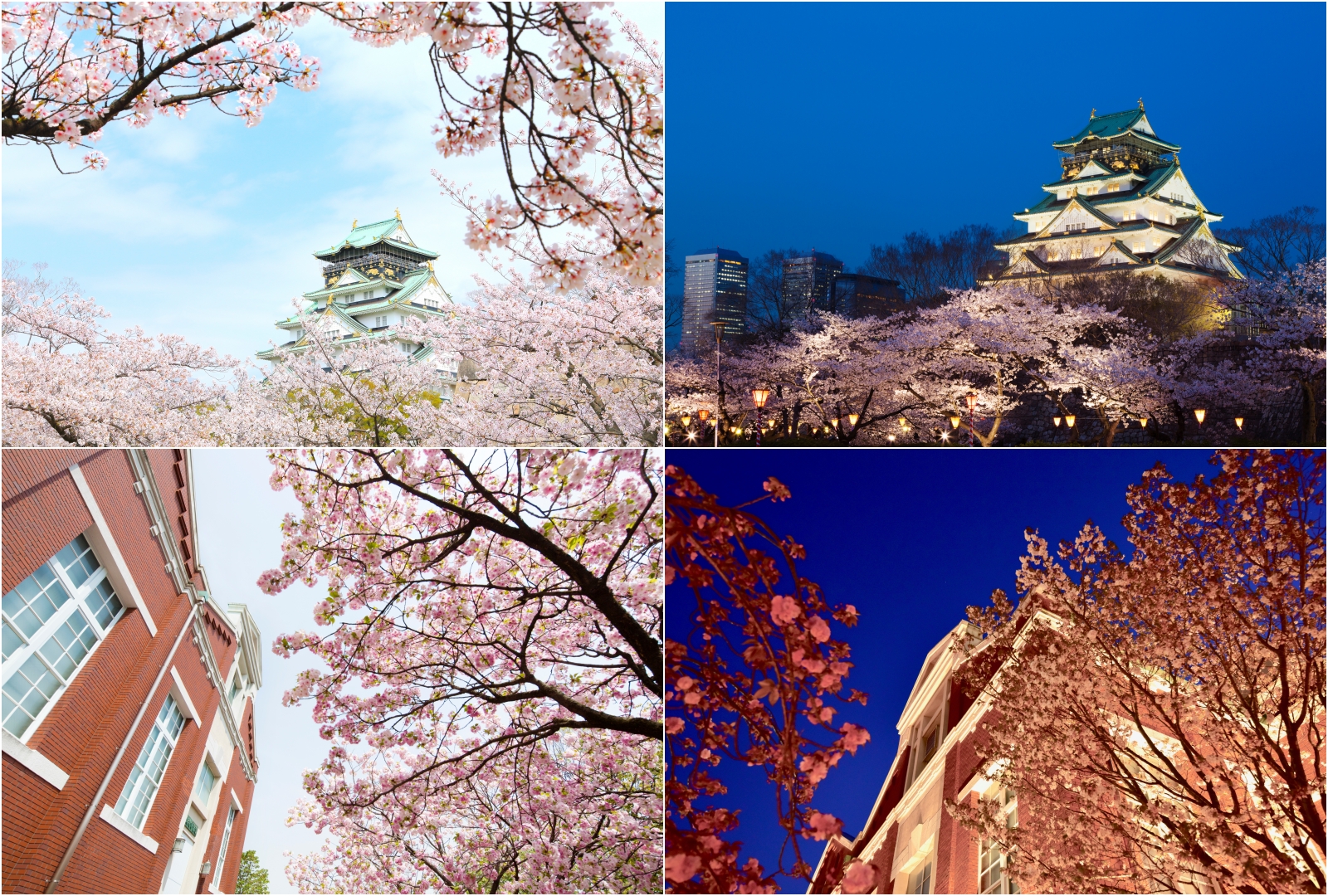 这季日本樱花之旅大阪阪急百货带您以?；ê梦镒暗愦荷? style=